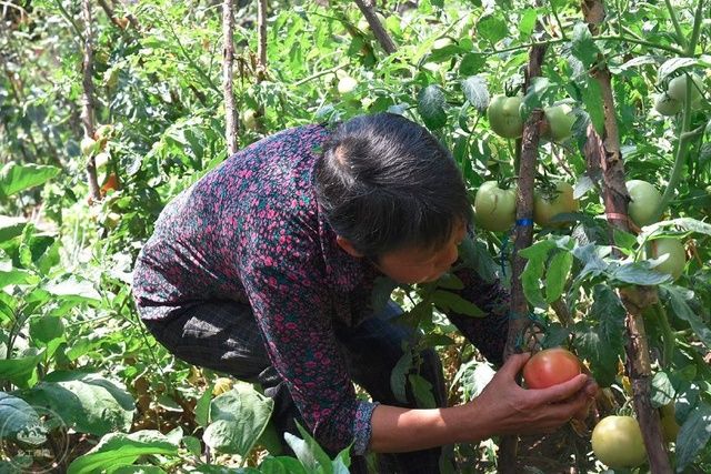 番茄裂口叶枯,番茄裂口用什么药最好