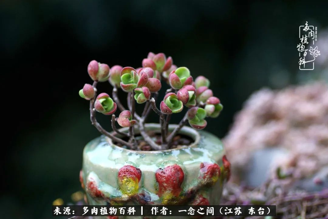 一见多肉误终生,一见多肉误终生从此钱包成路人