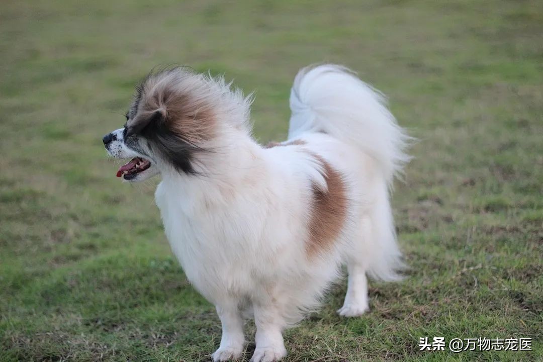 狗狗感冒不可轻视，预防诊治两手抓，铲屎官们注意啦