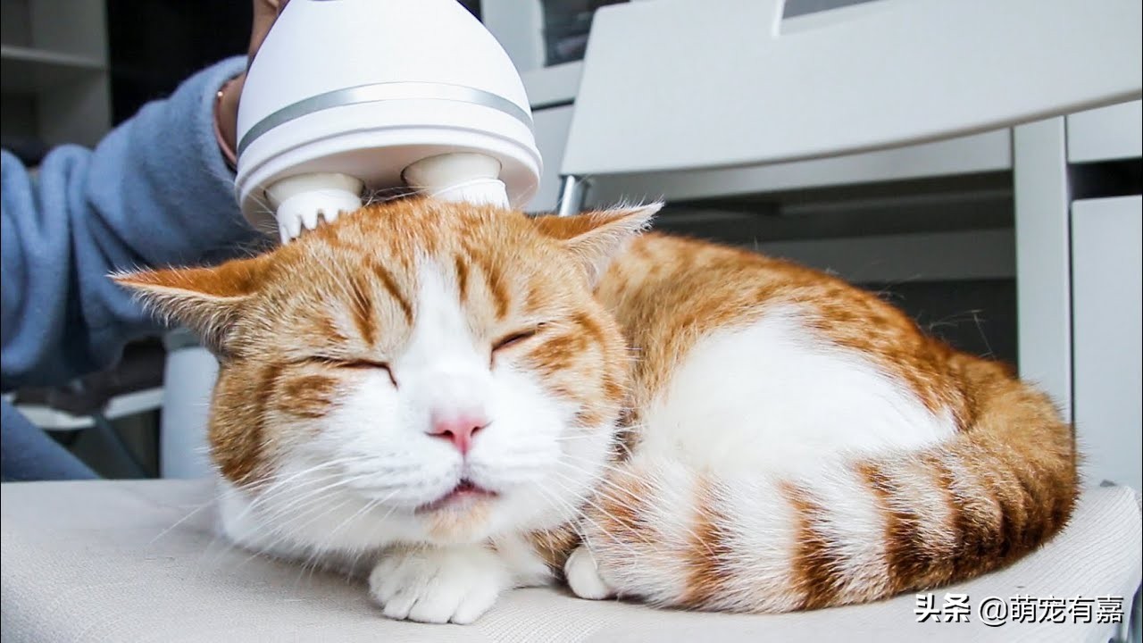 猫咪霉菌耳炎怎么治疗,猫咪霉菌中毒几天发作