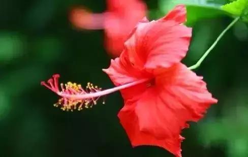 世界各国国花大开眼界美到爆,世界各国国花及国树