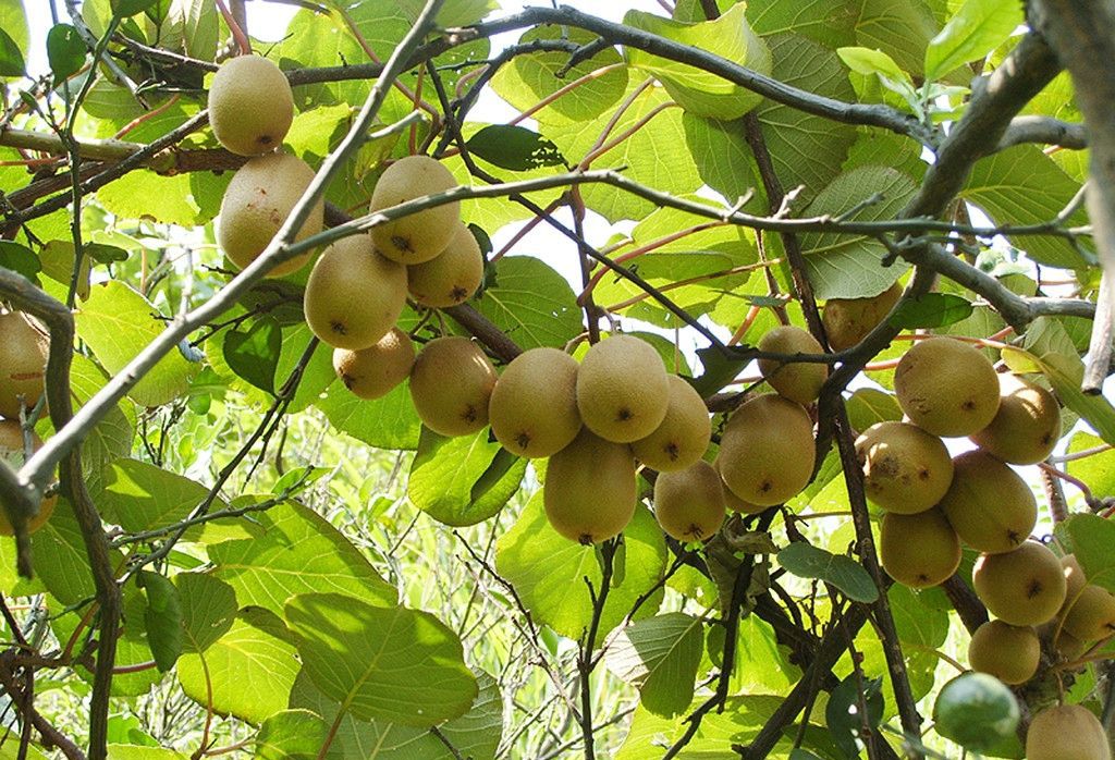 猕猴桃是红心好还是绿心好,猕猴桃是红心的好还是绿色的好