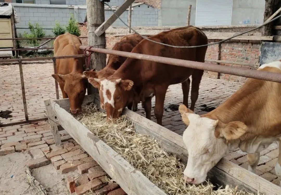 延边黄牛肉是中国五大名牛之首吗,中国有名的黄牛产地