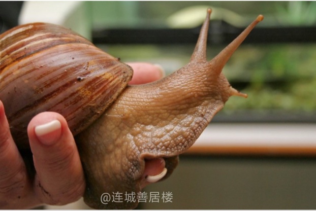 白玉蜗牛和非洲蜗牛营养价值,泰国蜗牛多少钱