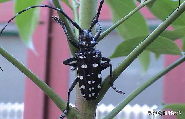 杀天牛最快最好的药,樱桃树防治红颈天牛用什么药