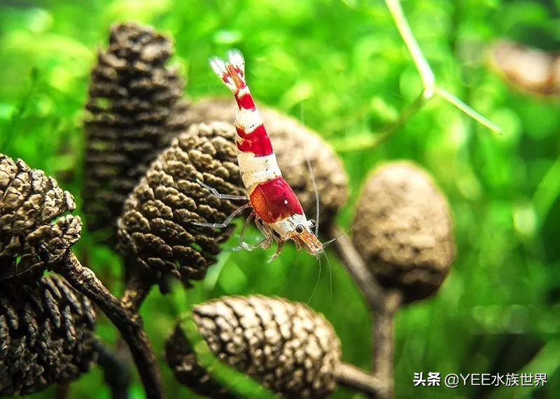 人工养殖虾最新价格,最新的观赏虾