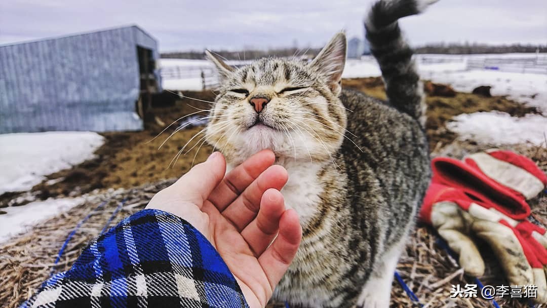 猫咪怀孕铲屎官要怎么办,怀孕期间猫咪要做哪些检查