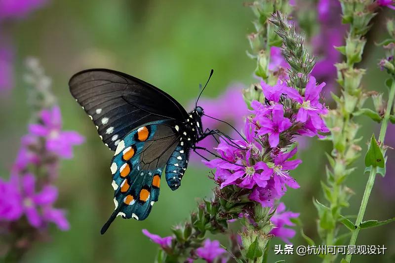庭院长方形水池水景流水造景,庭院花池种植设计效果图
