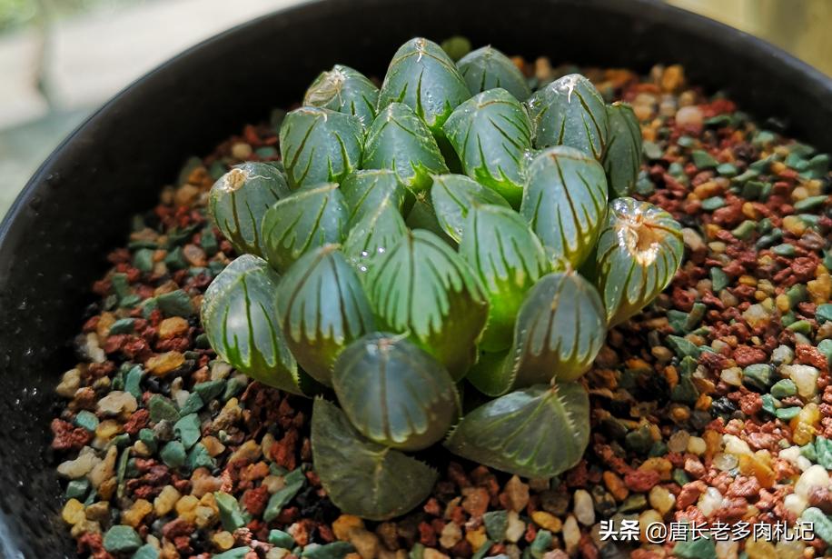 多肉玉露叶片中的杂土怎么处理,如何判断玉露的根系是否出了问题