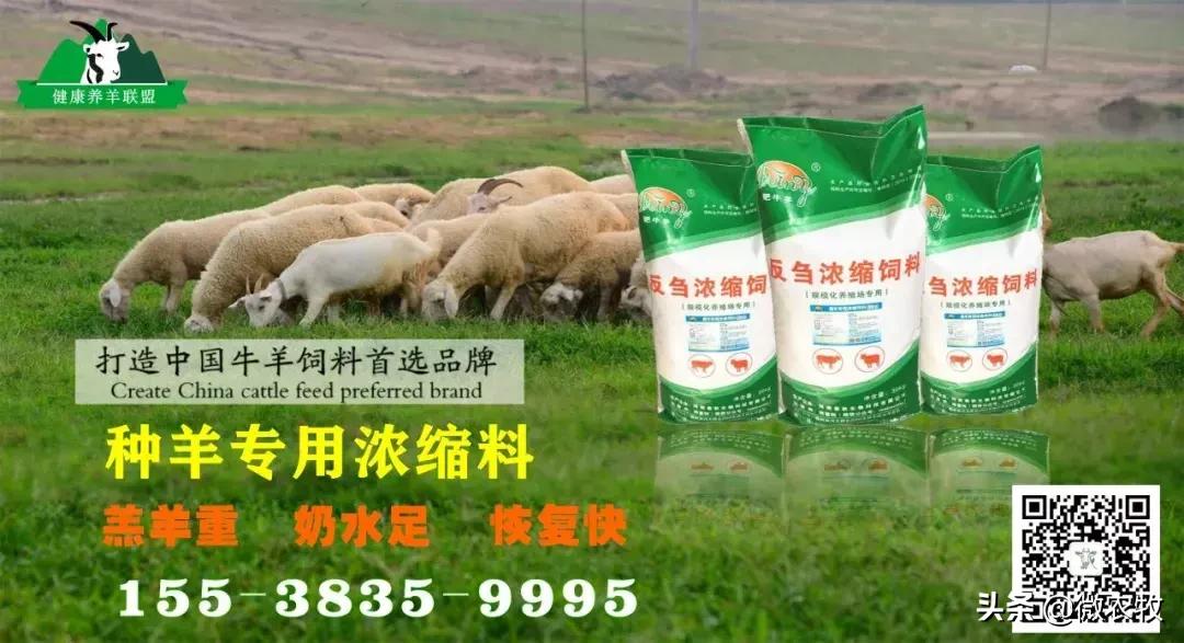 新生犊牛高烧喘,新生犊牛高烧喘怎么办