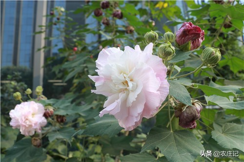 芙蓉花要怎么养,水芙蓉花变色的原因