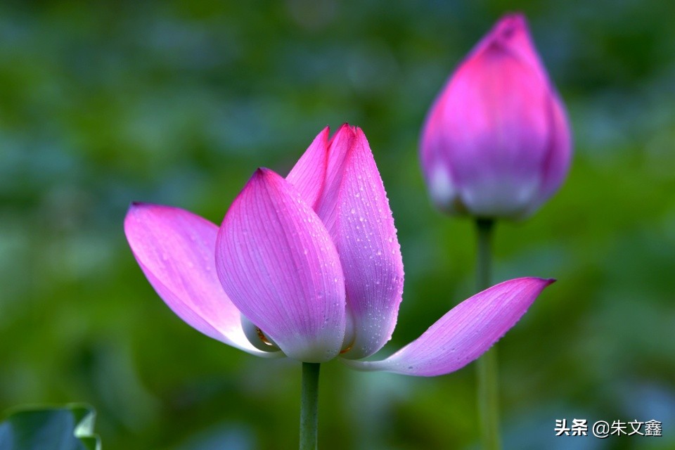 芜湖赏荷花,芜湖赏荷花好去处推荐