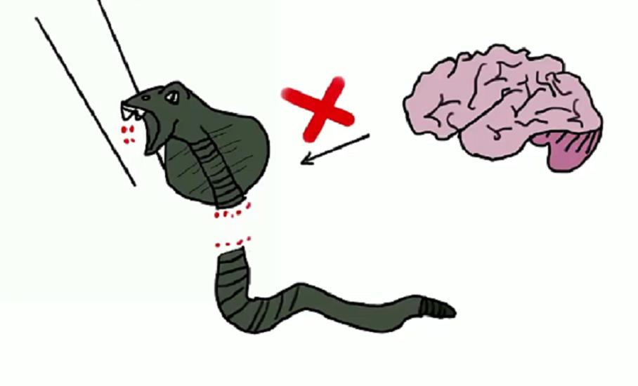 泡在酒里一年的毒蛇“复活”，村民开瓶被咬身亡！为何蛇还没死？