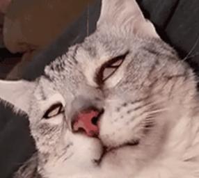 猫咪做梦抽搐,猫咪睡着了抽搐是在做梦吗