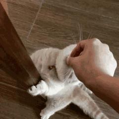 老外说Youreafatcat是在说“你是只肥猫?”快看看正确意思吧