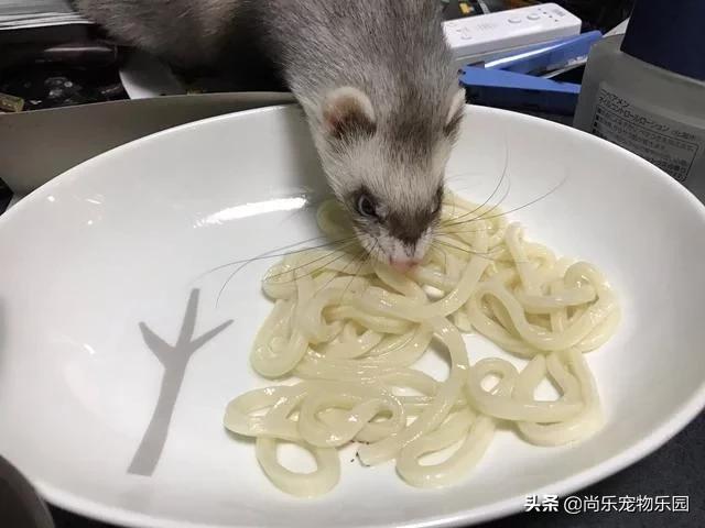 养了两只狗被偷了,宠物雪貂吃老鼠