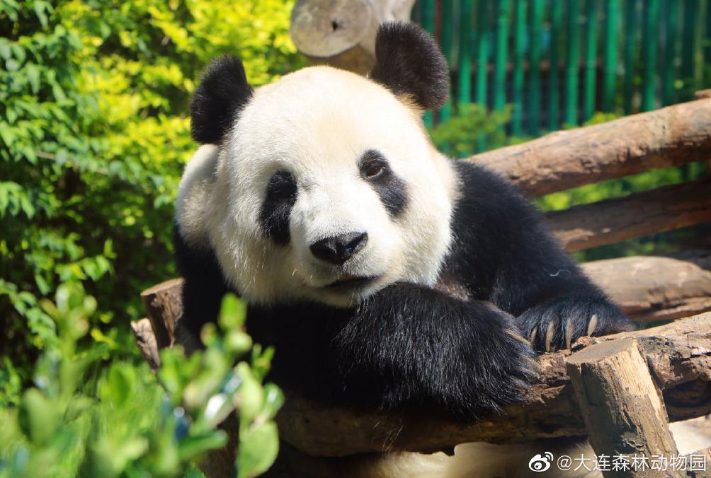 海滩再现绝美荧光海宛如蓝色星河,成都荧光海滩