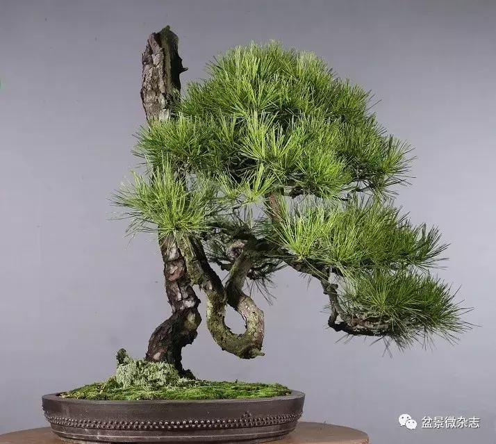 日本精品微型盆景介绍,日本盆景与中国盆景树种比较