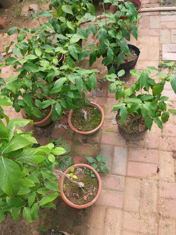 芍药只长叶子没有花苞怎么办,芍药只长叶不开花用什么肥