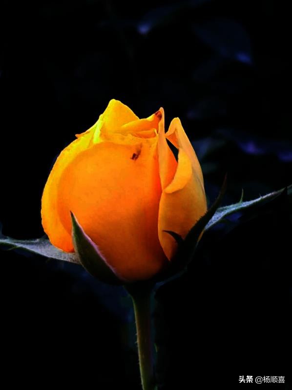 左传出名的句子,左传有其字的句子