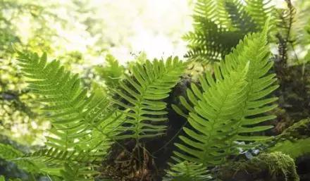 防晒丸是智商税吗,网红防晒喷雾有危害吗