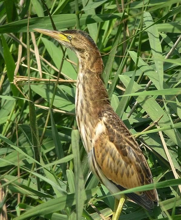 东江揽胜,惠州淡水常见鸟类图谱