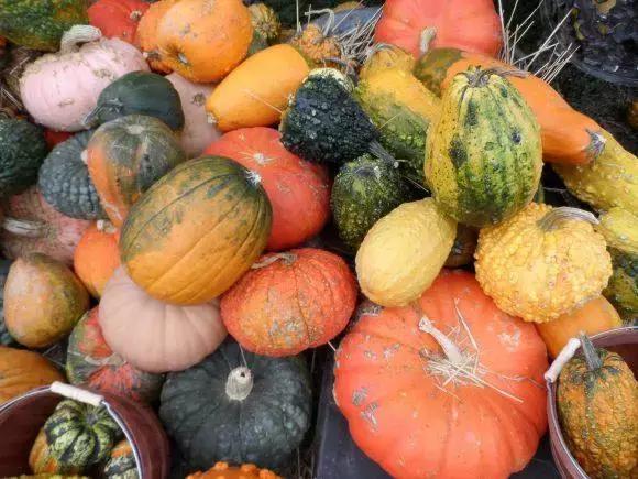 什么菜是有毒的但老百姓都在吃,浙江人警惕这3种菜有毒千万别吃