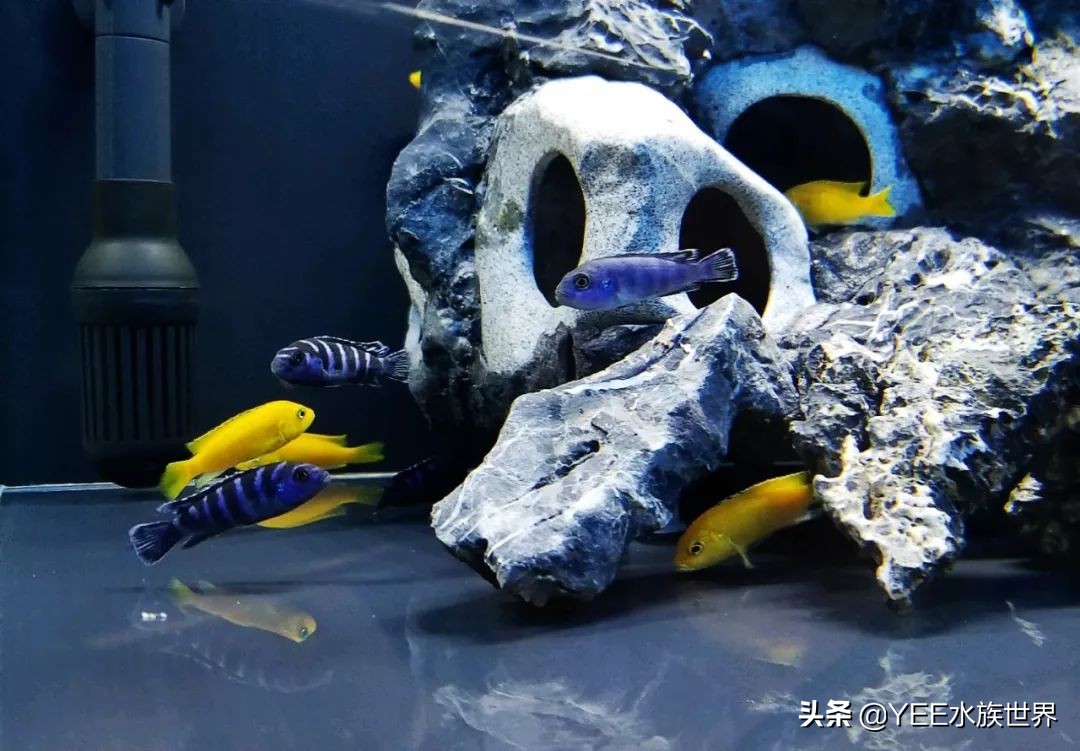 慈鲷太凶不想养了,养慈鲷注意事项