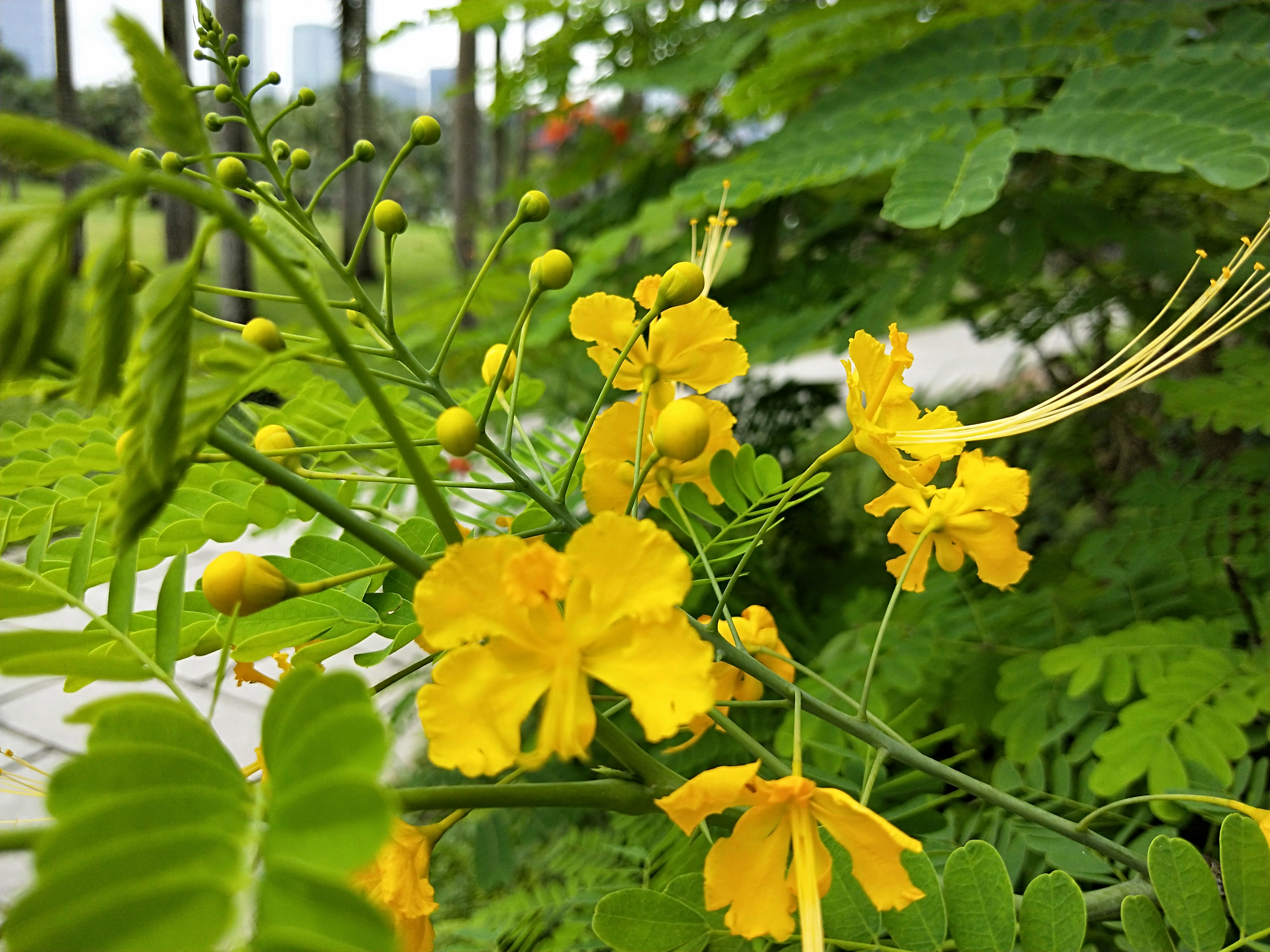满树红红的花,满树盛开的石榴花