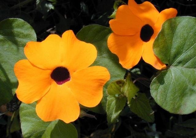 种了盆“开花劳模”,越晒越爱开花,还一开一个夏天