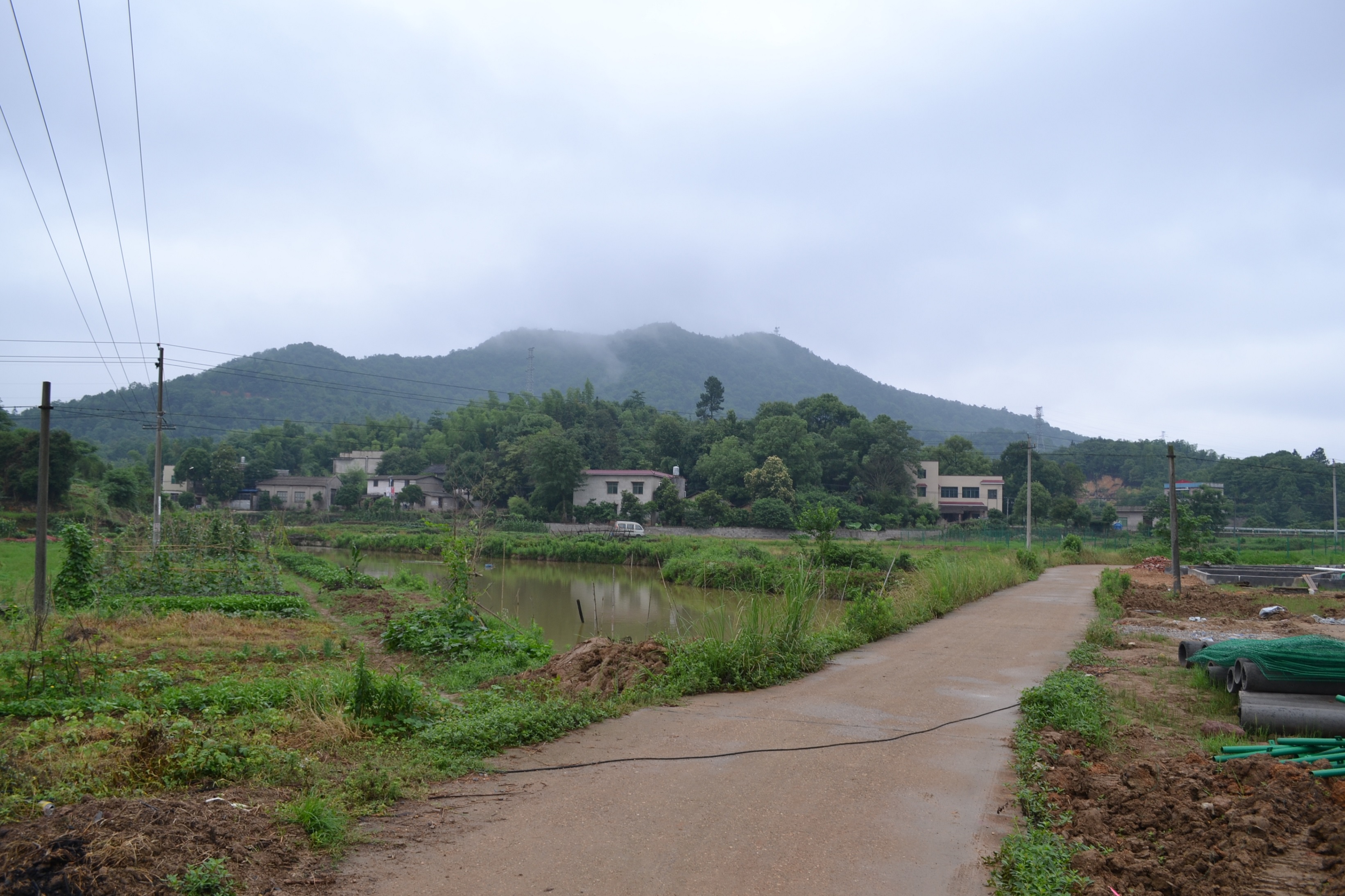 湖南最好的锦鲤养殖基地,湘潭锦鲤养殖