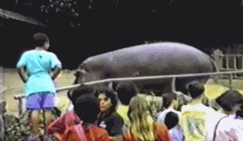 顶翻狮子、口撕鳄鱼的河马，到底有多恐怖？非洲只有一物能制服它