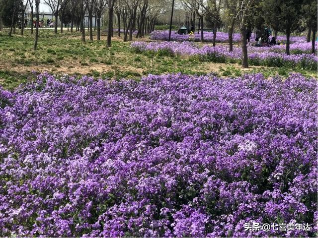 天津塘沽春游踏青好去处,天津周边春天好去处