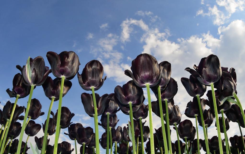 郁金香花之女王,素有花之女王之称的郁金香