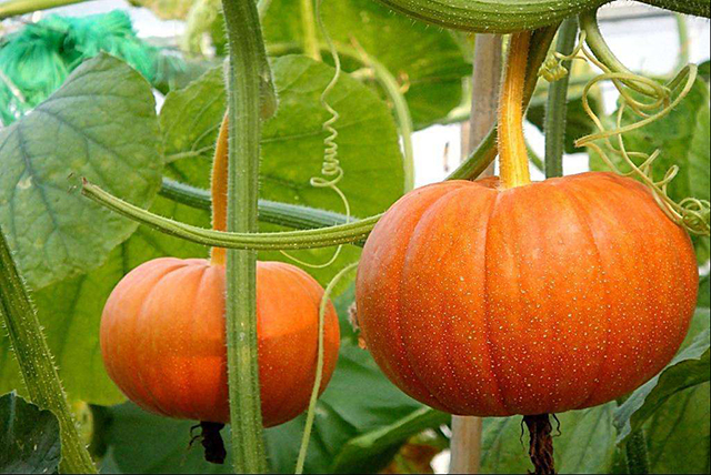 南瓜疯长不结果怎么办,南瓜生长过旺不开花结果怎么办