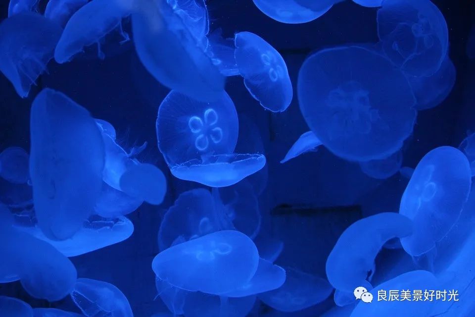 大阪ose期货国内可以交易吗,大阪osaksa食堂