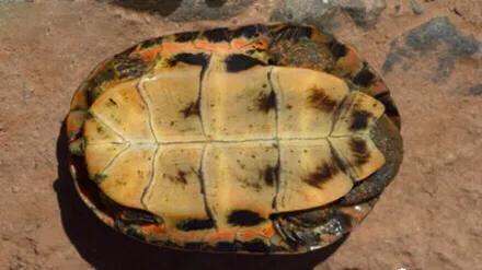 黄喉石龟图片大全,欧洲黄喉