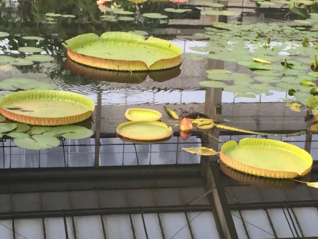 江阴嘉茂国际花鸟园,江阴嘉茂国际花鸟园什么时候再开