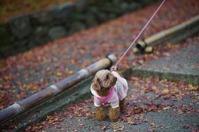 京都赏枫2022,京都赏枫必去景点有哪些好玩的