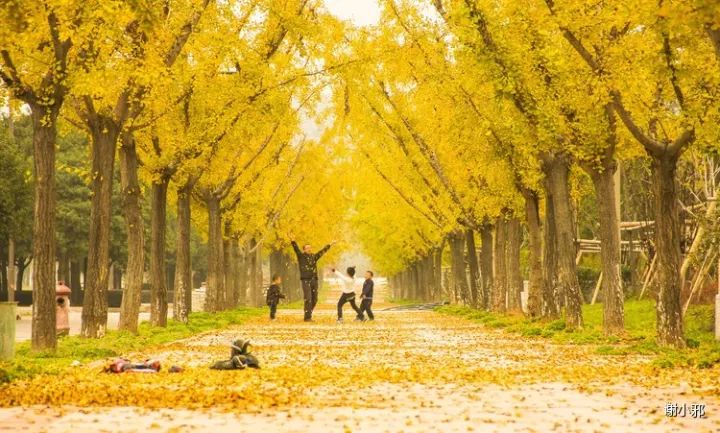 温州秋冬的银杏树确实美,温州最原生态银杏