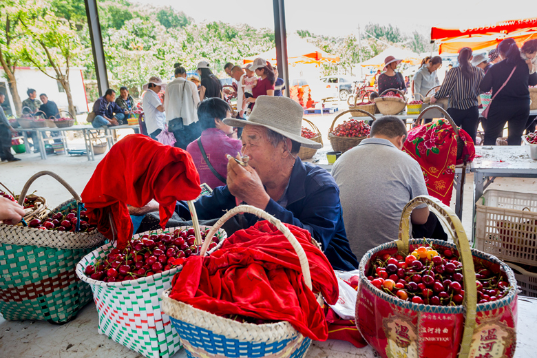 山东临朐樱桃树,山东临沂市大樱桃树好吗
