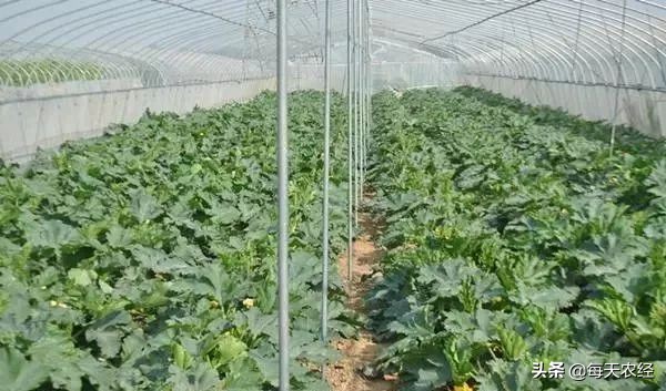 面临重茬，我们怎么办？（实用好文）