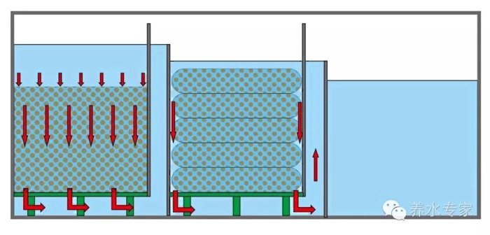 渔友张哥小视频,新鱼缸养锦鲤鱼正确的方法和技巧