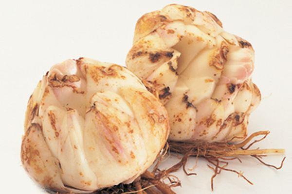 冬天百合竹叶子黄了咋办,百合冬天枯萎了怎么办