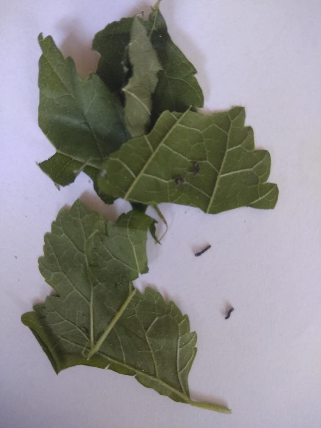 害怕养蚕,不要轻易养蚕