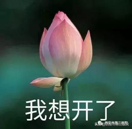 铲屎官的狗是什么品种,狗铲屎官要知道的小知识