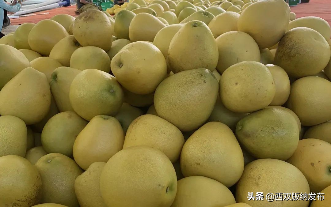 璇辨儜闅炬尅,鍕愪粦鏌氬瓙鍙堝ぇ鍙堢敎