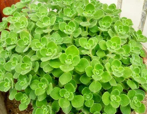 什么花吸甲醛油烟,能吸甲醛油烟的20种植物家家必养