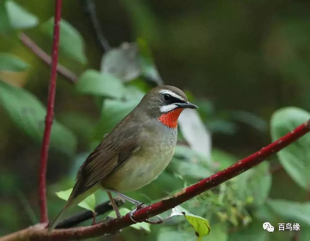 靛颏怎样快速上手,靛颏的十大忌讳