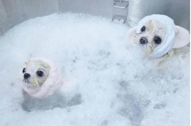 理性养宠和科学养宠,育儿式养宠